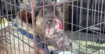 VIDEO.- Surge la Agencia de Protecci�n Animal Tijuana (APAT) tras rescate de 29