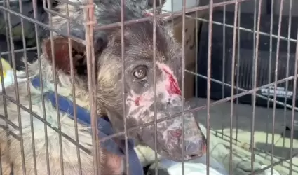VIDEO.- Surge la Agencia de Protecci�n Animal Tijuana (APAT) tras rescate de 29