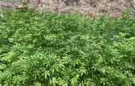 Marina incinera dos plant�os de marihuana en Tijuana; ten�an un peso aproximado de 44 toneladas