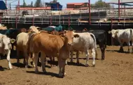 Ganaderos de Sonora celebran regreso de las exportaciones a EU