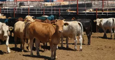 Ganado