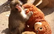 �Feliz cumplea�os, Punch! El mono que conquist� internet con un peluche cumple un a�o